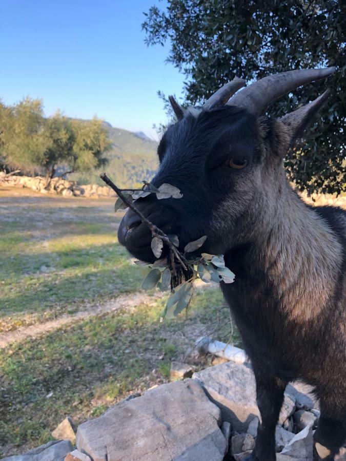 Les Insolites De Taracopala Solliès-Toucas Dış mekan fotoğraf